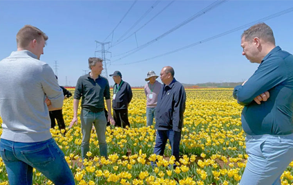 種球大豐收丨青島平度郁金香基地開啟采收